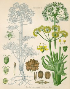 Ilustración de Ferula assa-foetida de Unknown